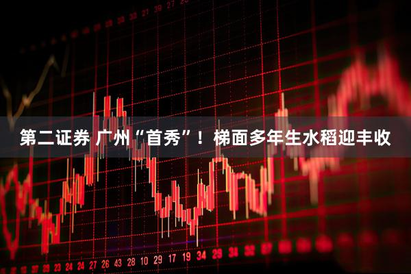 第二证券 广州“首秀”！梯面多年生水稻迎丰收