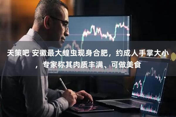 天策吧 安徽最大蝗虫现身合肥，约成人手掌大小，专家称其肉质丰满、可做美食