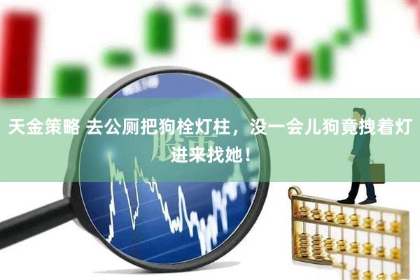 天金策略 去公厕把狗栓灯柱，没一会儿狗竟拽着灯进来找她！