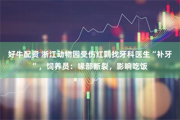 好牛配资 浙江动物园受伤红鹮找牙科医生“补牙”，饲养员：喙部断裂，影响吃饭